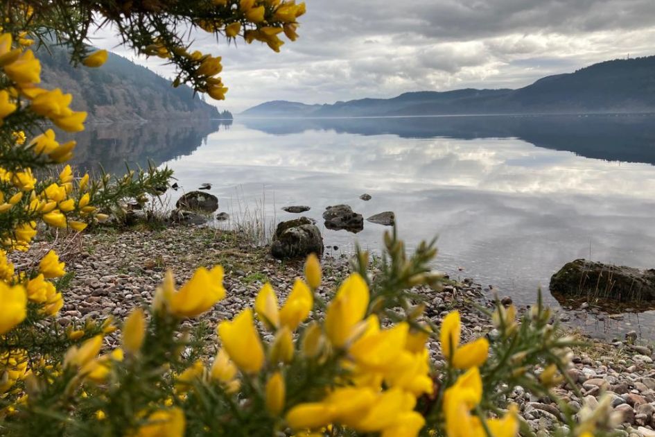 Gorse and Loch Ness